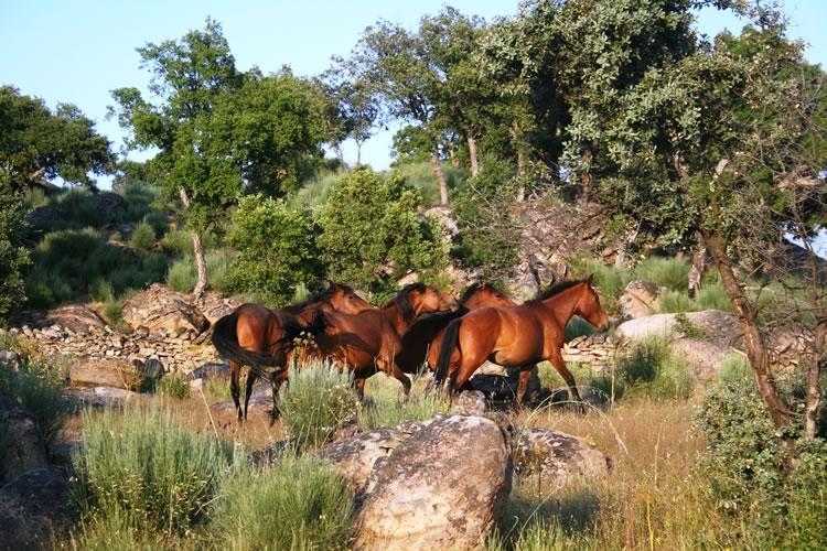 Quinta Lamosa Agroturismo Arcos de Valdevez Exterior foto